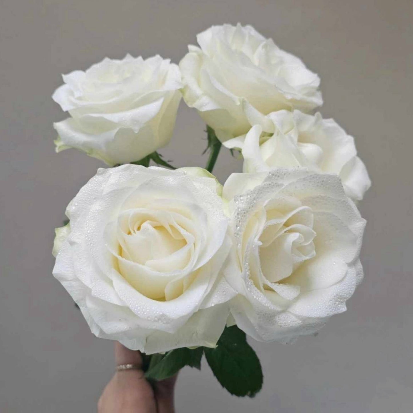 Valentine's Day - 15 White Roses Bouquet - Farm-Sook Flowers & Coffee