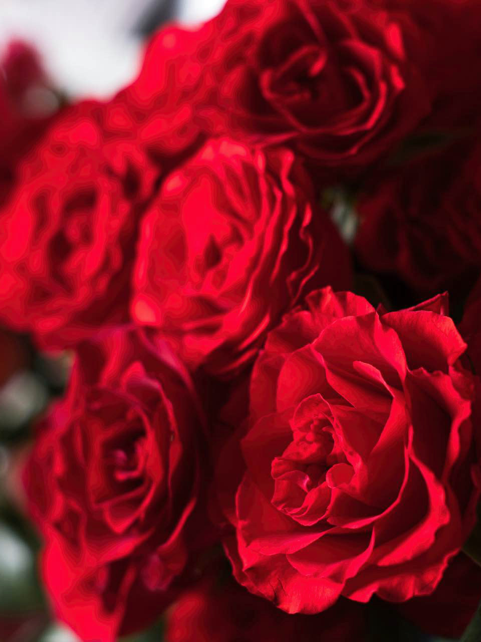 Red Roses - Farm-Sook Flowers & Coffee